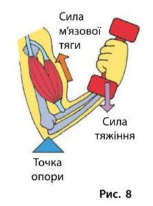 Знайдіть відомості про важелі в тілі людини (див. рис. 8). Складіть задачу за цими відомостями й розв’яжіть її.